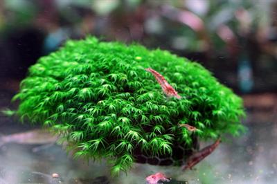 Fissidens fontanus